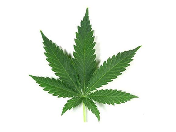 Marijuana Basics Marijuana is a mixed action drug It can be a: Stimulant Depressant Hallucinogen The active ingredient that makes a person high is THC There is