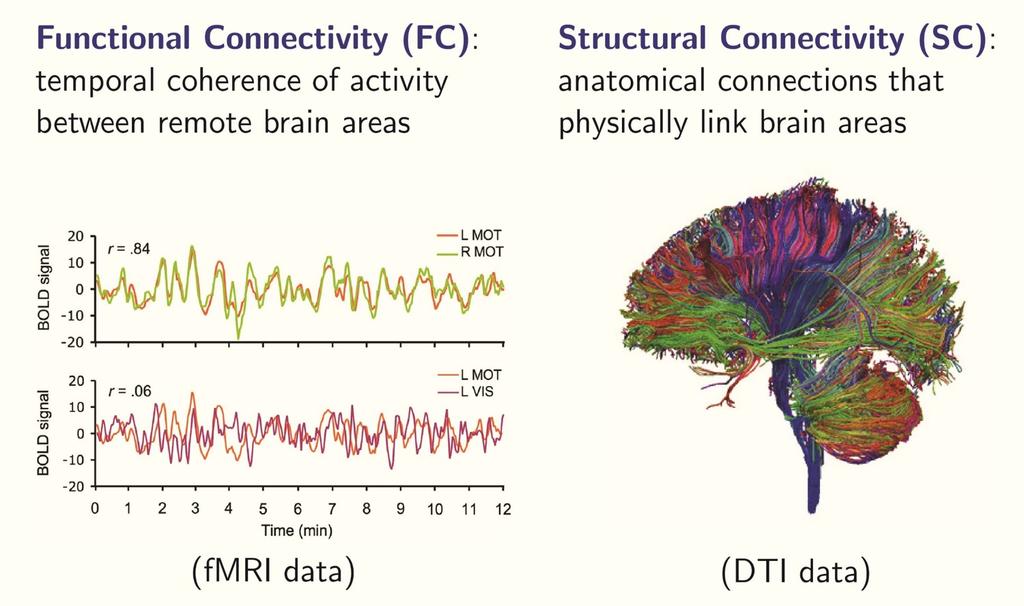 GGM and Brain Connectivity GGMs can be used to compute brain connectivity Mainly, there are two types