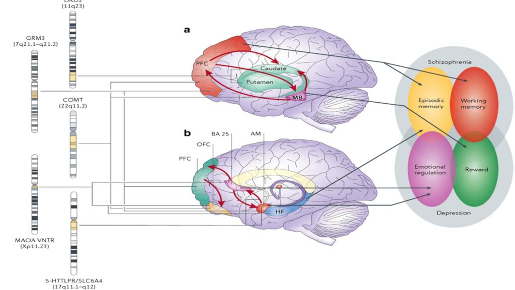 Role of Genes in Brain Networks Examine how external epigenetic influences and demographic factors drive such connections in the