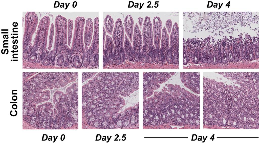 FIGURE S2. Normal small intestine in Vil-Scap - mice at day 2.5 post-tamoxifen.