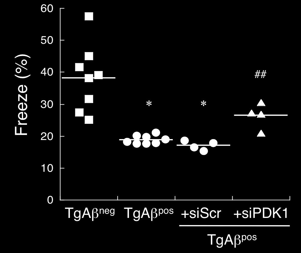 pos mice to assess the impact of sirna-mediated PDK1 silencing (sipdk1) starting at day 265 on cognition and memory vs.
