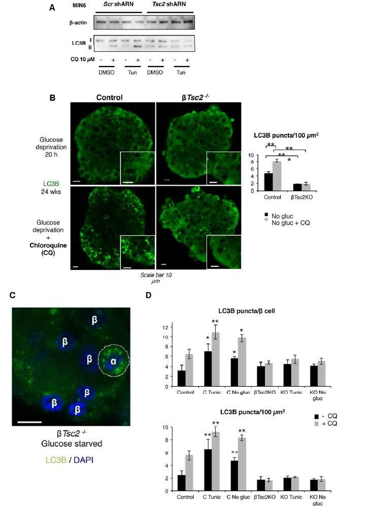 Supplementary Figure 4. Impaired autophagic response to glucose deprivation in βtsc2 -/- islets and tunicamycin treated Tsc2-shRNA MIN6 cells.