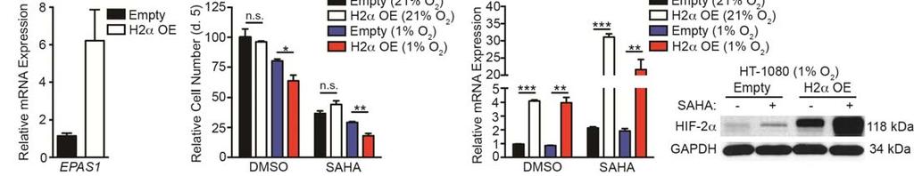 Supplementary Figure 6. Resistance to HIF-2α re-expression develops to SAHA monotherapy in vivo.