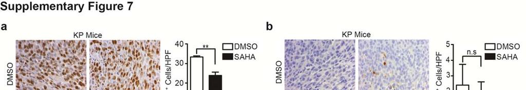Supplementary Figure 7. SAHA decreases proliferation in UPS autochthonous tumors in a HIF-2α dependent manner.