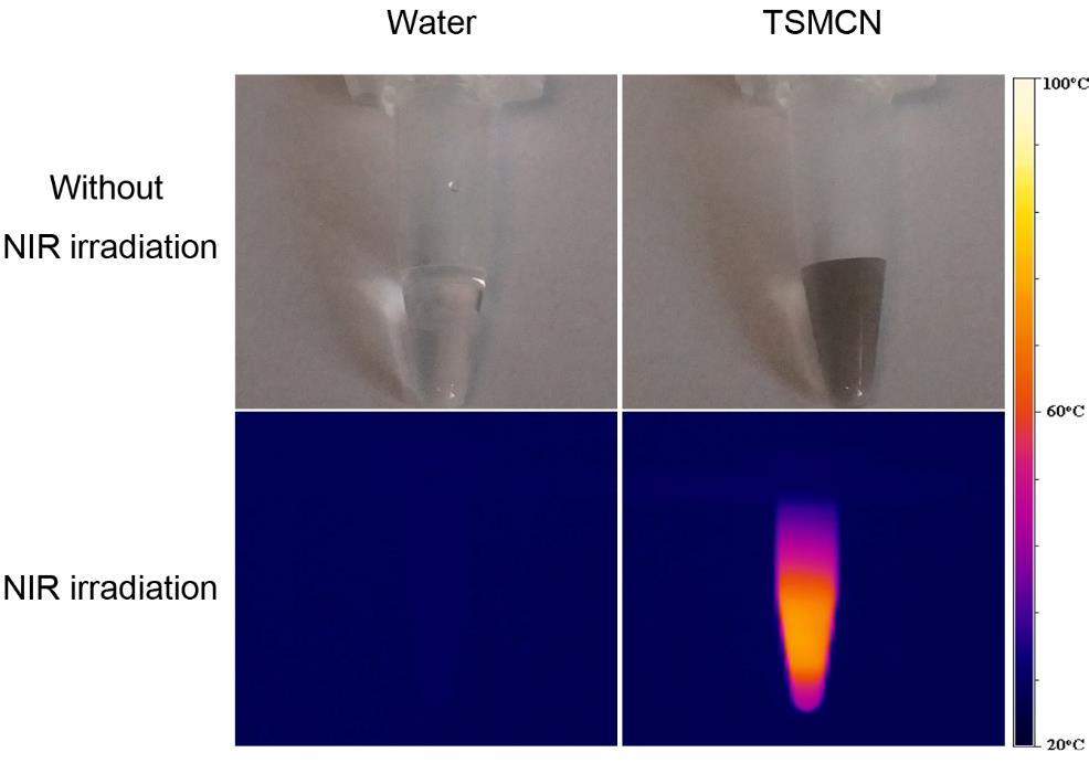 Figure S4. (A) Hemolytic photographs and (B) hemolysis percentage of MCN-COOH and TSMCN at different concentrations (μg/ml). Figure S5.