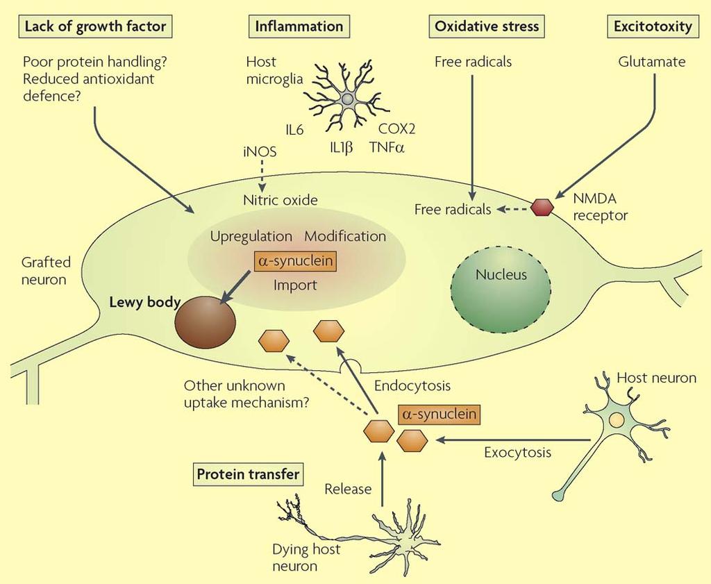 Mechanisms that might explain why Lewy bodies form in