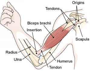 The long head of the bicep origin and insertion is shown above. Description of Distal Bicep Tears at the Elbow Most bicep tears are complete.
