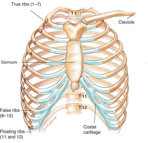 Anatomy Review Bony Thorax Formed by Sternum 12 pairs of ribs 12 thoracic