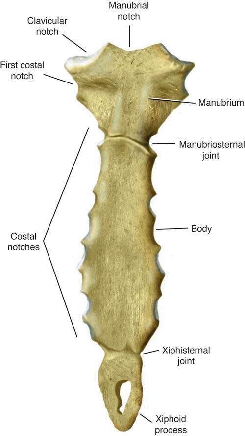 Anatomy: Sternum Centered on midline of anterior thorax Narrow, flat bone About 6 (15