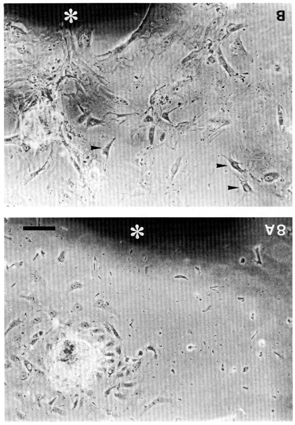 76 T. FUKUZAWA AND H. IDE 8A B Fig. 8. Melanophore differentiation in vitro in an explant of mutant skin.