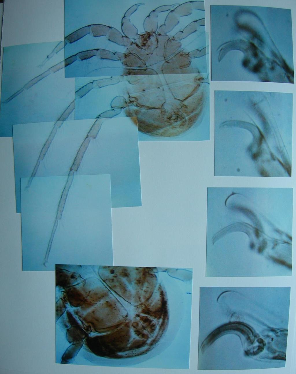 Plate 55: Top left: male venter (composite photo). Top right: tarsal claw of leg I.