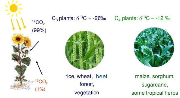 Differences in carbon isotope signature in plants Food and Agriculture Organization of the United Nations (FAO) International