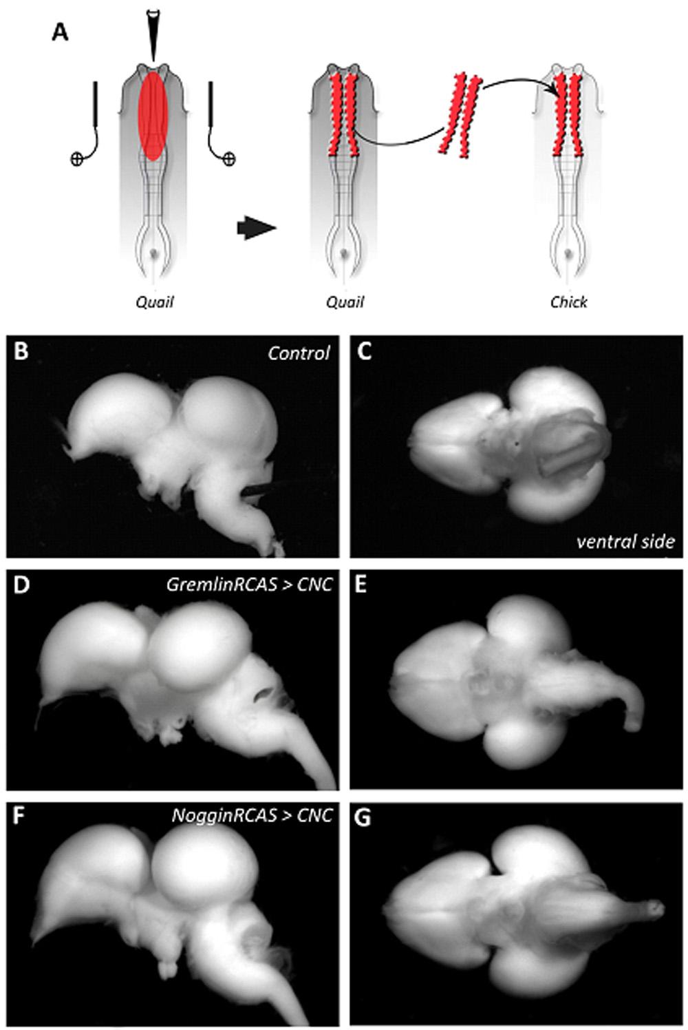 Fig. S4. Respective effects of Gremlin and Noggin uptake on brain morphogenesis.