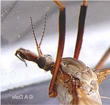 abdominal Unitized pterothorax of Hymenoptera Unitized pterothorax