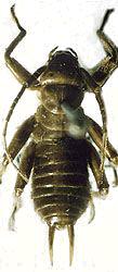Gryllidae (Gryllus firmus)