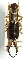(cockroaches) Phasmatodea