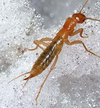 Siphonaptera (fleas) Notoptera