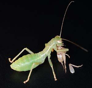 insect leg (generalized Orthoptera)