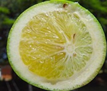 Vector, the Asian Citrus Psyllid (ACP)