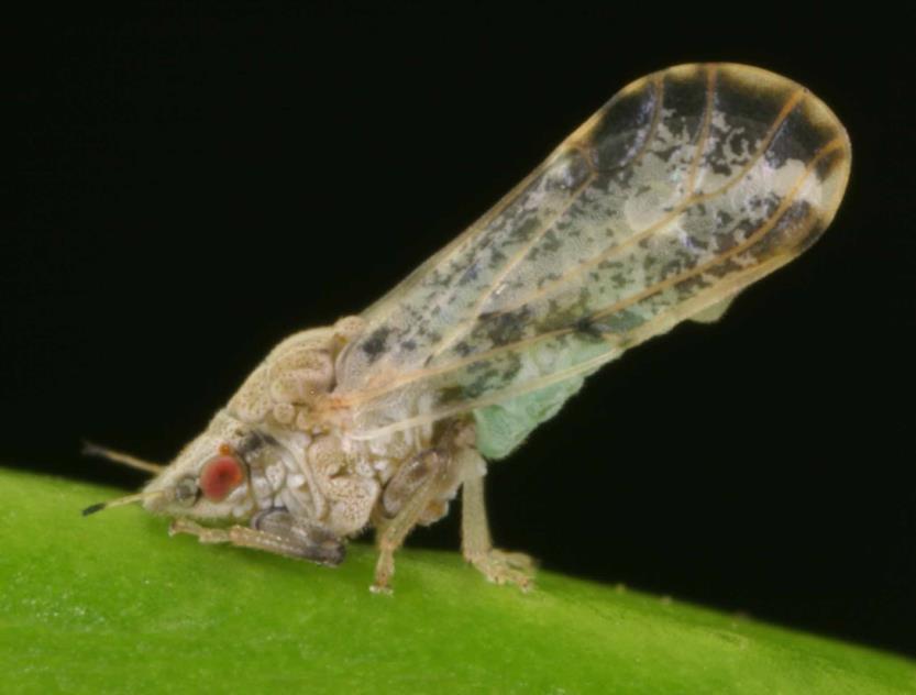 Adult psyllids usually feed on the