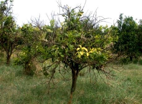 Huanglongbing - HLB Yellow Shoot Disease Most severe of all citrus diseases Death sentence for citrus trees Does not discriminate
