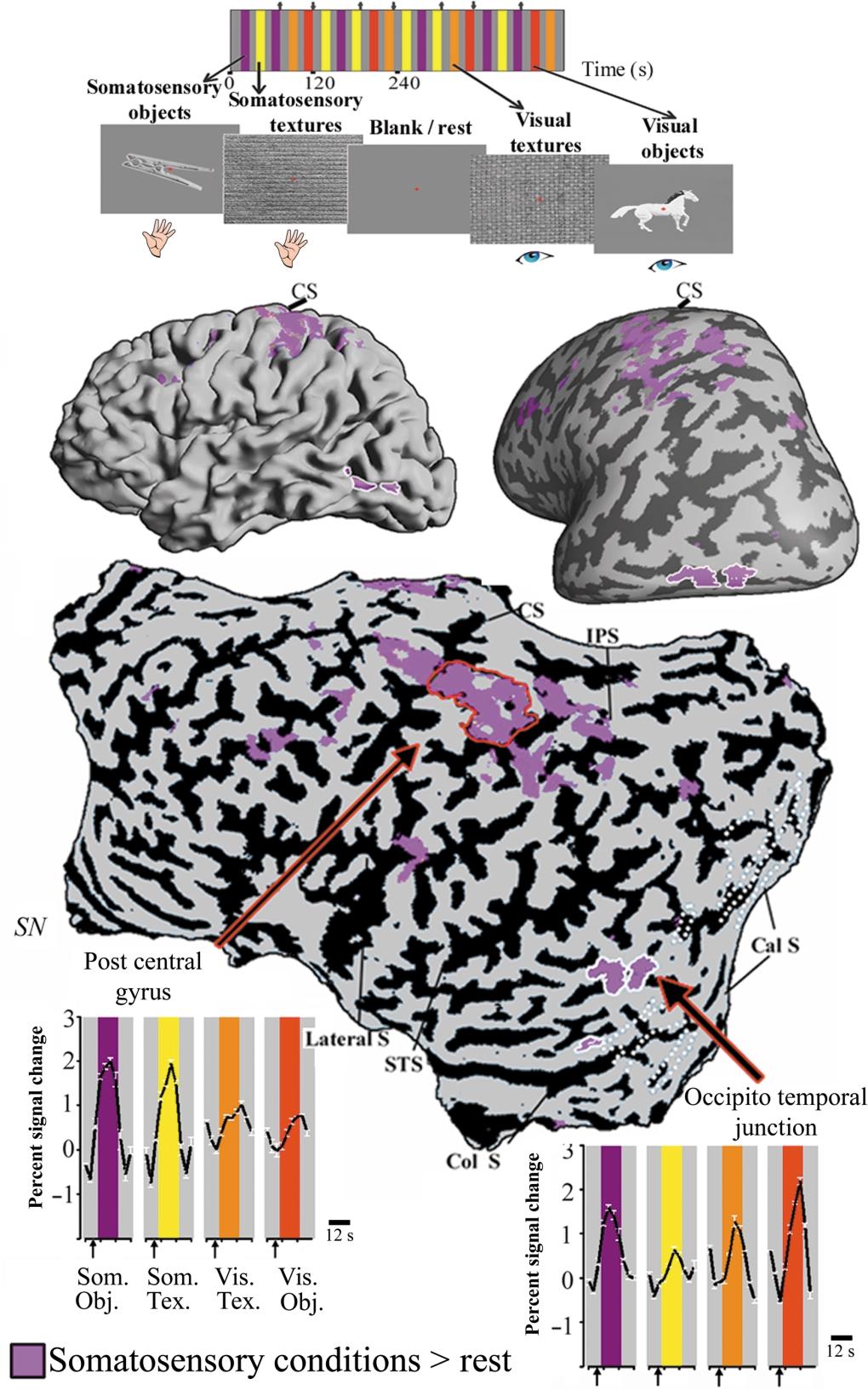 a b d c Fig. 1. Somatosensory clusters in the occipito temporal region showing multimodal (visuo-haptic) object selectivity. (a) The experimental protocol used in the main experiment.
