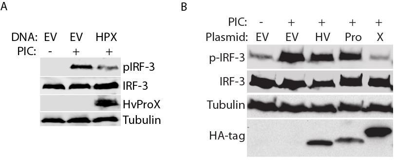 PCP domain deubiquitinates both RIG-I and TBK-1 During our screening for the IFN antagonists from ORF1 domains, the papainlike cysteine protease domain also inhibited polyic-induced IFN expression.