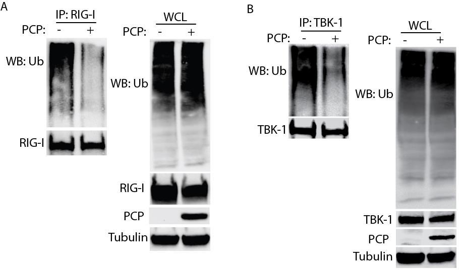 Fig. 4.5 Deubiquitination of RIG-I and TBK-1 by PCP domain A. RIG-I deubiquitination by PCP. HEK293T cells were transfected with PCP and RIG-I plasmids, and then transfected with polyic (PIC).
