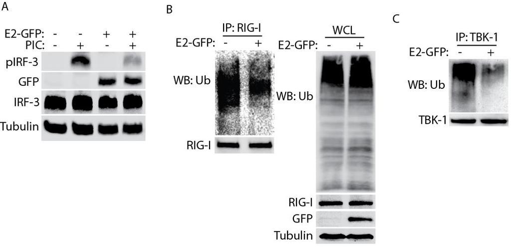 Whole cell lysate (WCL) was used to detect ubiquitin, RIG-I, PCP and tubulin. B. TBK-1 deubiquitination by PCP. Experiment was done similarly as in A with the exception of TBK-1 plasmid used. Fig. 4.