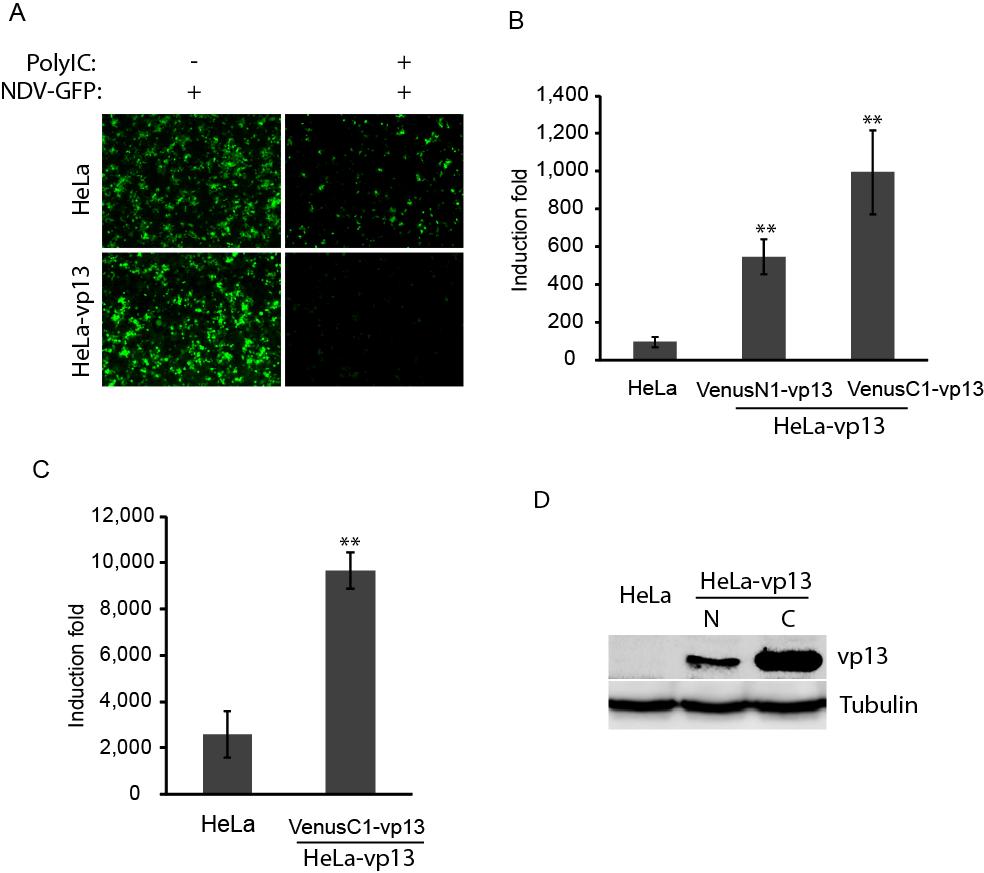Fig. 6.1 Enhancement of polyic-induced interferon production by vp13. A. NDV-GFP replication reduced in HeLa cells stably expressing vp13 (VenusN1-vp13).