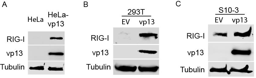 vp13 enhances RIG-I-induced IFN-β expression in HEK293T cells.