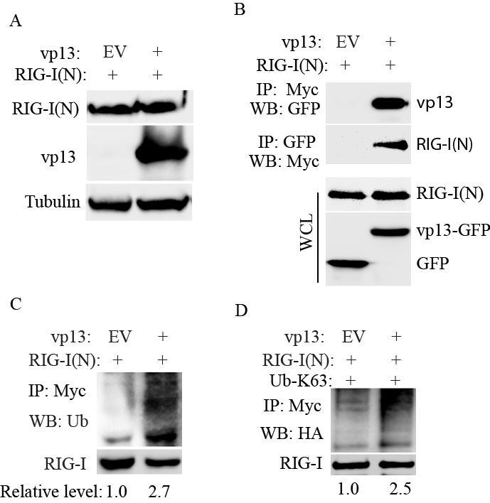 Fig. 6.5 vp13 interacts with RIG-I N-terminal domain and enhances its ubiquitination. A. vp13 does not enhance expression of RIG-I(N). HEK293T cells were transfected with vp13 and RIG-I(N) plasmids.