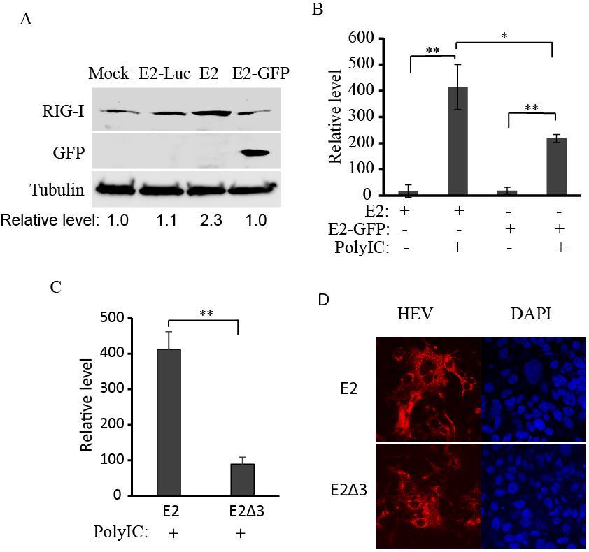 Fig. 6.7 Presence of vp13 in HEV-infected S10-3 cells leads to higher IFN-β expression induced by polyic A. Elevation of RIG-I level in HEV-infected cells with full-length HEV RNA.