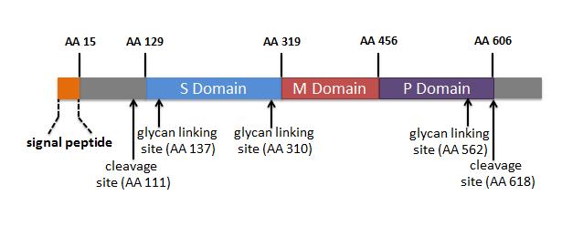 assembly is thought to involve dimer formation, and the C-terminus of the recombinant ORF2 protein is believed to be responsible for homo-oligomerization (200, 405, 432). A 3.