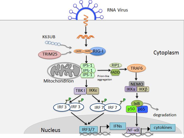 IRF3, IRF7 and NF-κB, which are required for IFN transcription and utilized by TLRs.