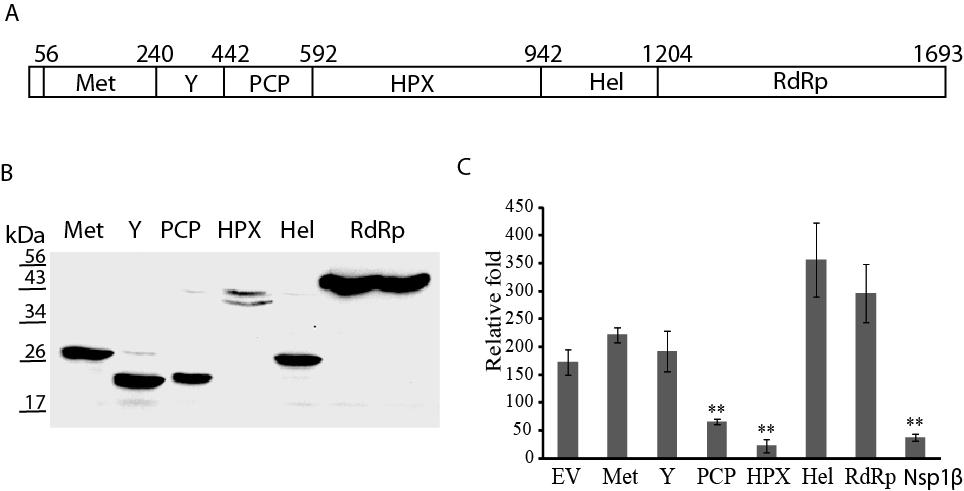 after polyic stimulation is hard to detect, we co-transfected the cells with FLAG-IRF3 and HPX plasmids. At 40 h after the transfection, the cells were transfected with Fig. 4.2 Screening of ORF1 products for potential IFN antagonists.