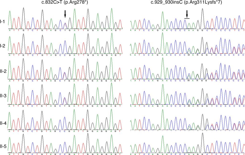 co-amplification of TYRL, locus-specific amplification was applied to amplify exons 4 and 5 of TYR as previously described [17].