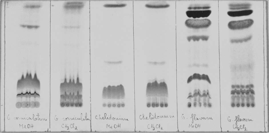 RESULTS AND DISCUSSIONS Analyzing the obtained chromatographic images, we could see that there was a number of 12-13 alcaloidic spots for Glaucium flavum, 18 for Glaucium corniculatum and 13 for