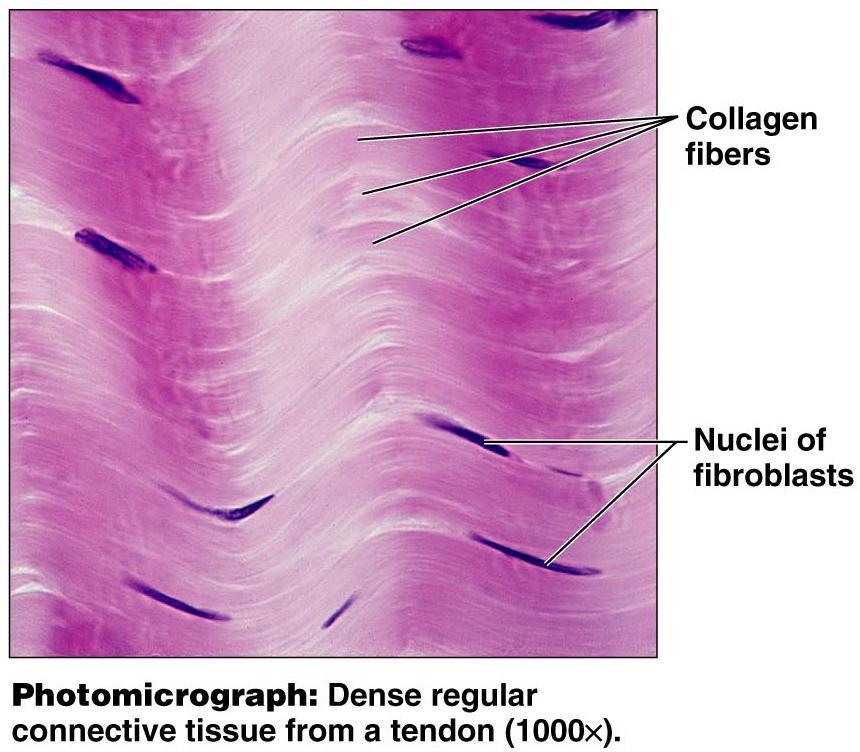 Dense Regular Description Closely packed collagen fibers all running in the same direction Poorly vascularized Function Attaches muscles to bones