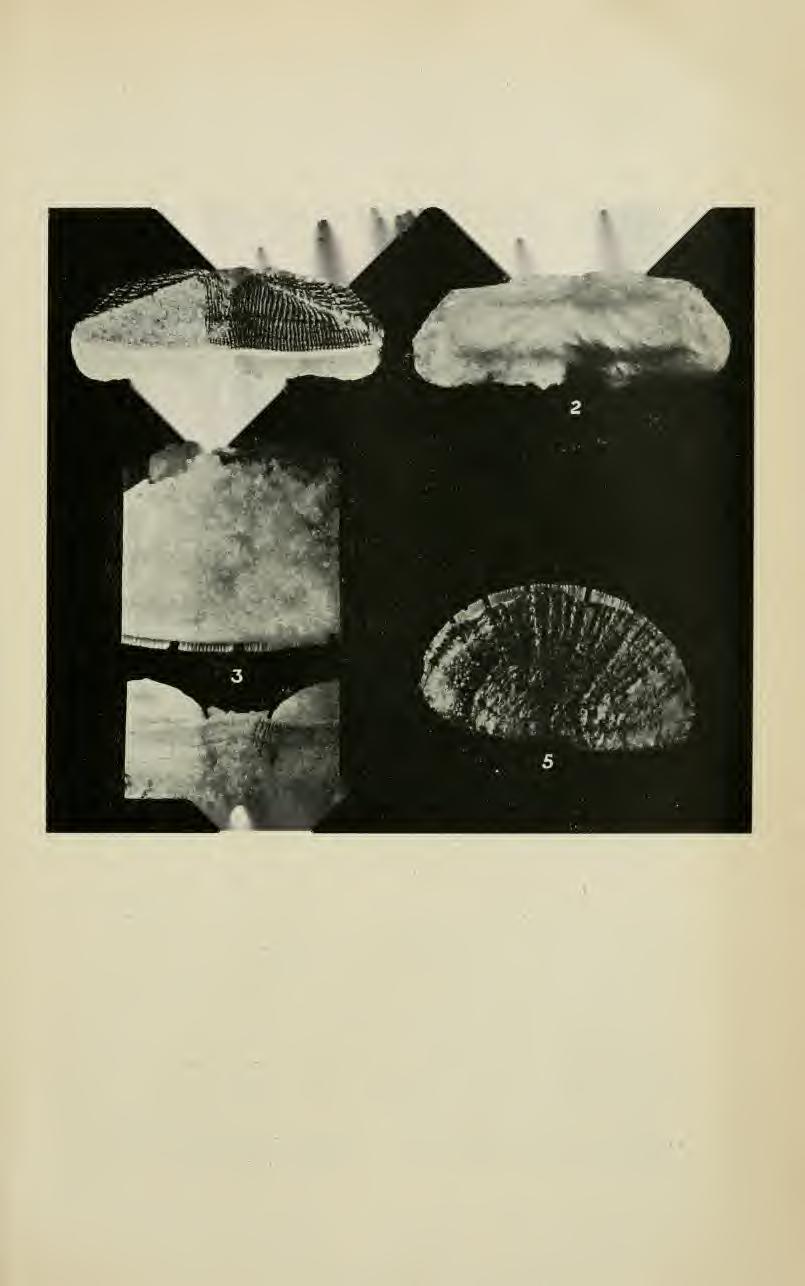 p. & p. Roy. Soc. Tas., 1921. Plate XV. Plate XV. I'^i;:. 1. Loricclia tu-iilji/a. Ashl>>.