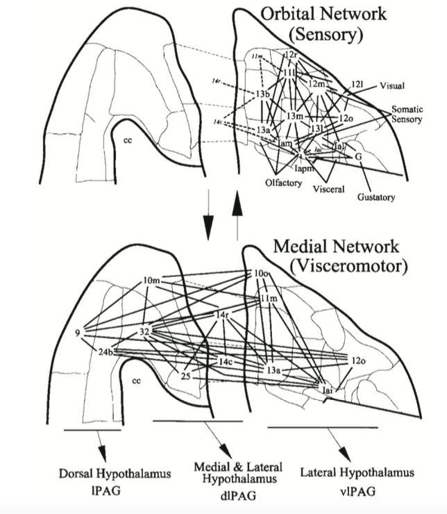 Ongur & Price, 2000 A Ventral Perspective Lateral orbital regions: Multimodal sensory integration Esp.