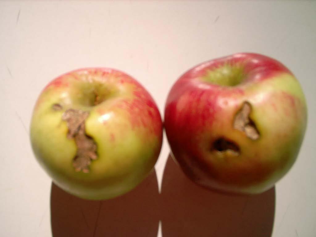 1 Apple damages produced by summer fruit