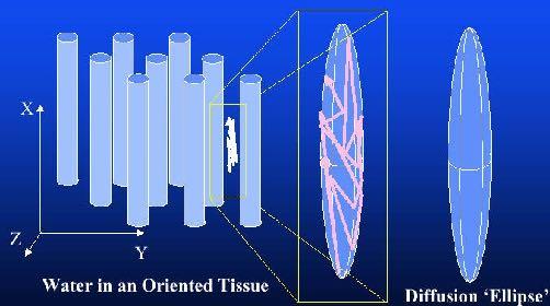 Fibres Perpendicular diffusion Le