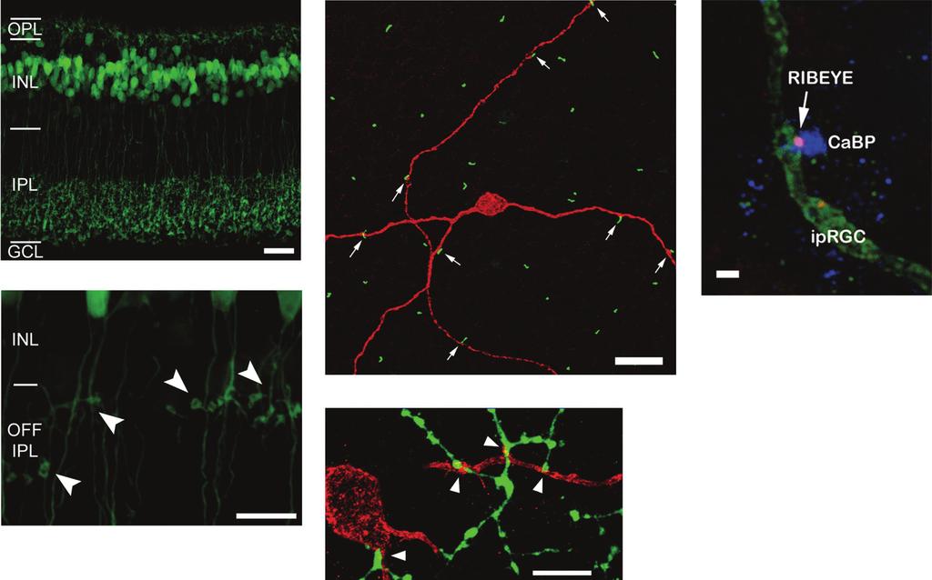 MICHAEL TRI HOANG DO AND KING-WAI YAU 1569 FIG. 11. ON synapses in the OFF sublamina to iprgcs.