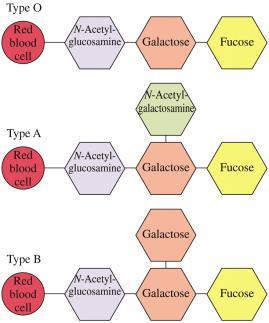 6.7 Carbohydrates and Blood 6.7 Carbohydrates and Blood The body can only recognize its own carbohydrate set (A, B, or O) and will try to destroy what it considers a foreign blood type.