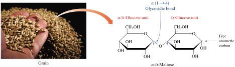 Naming Glycosidic Bonds It is necessary to specify how monosaccharides are bonded, that is, a or b.