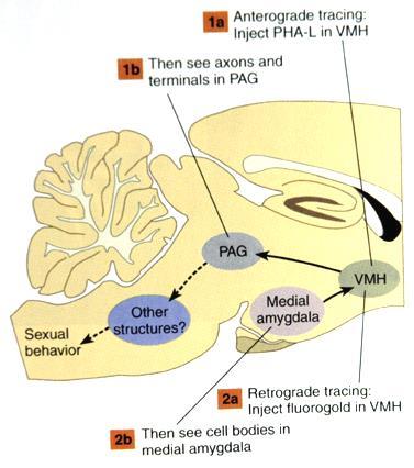 Tracing Neural Connections Putting together One of the inputs to the VMH and