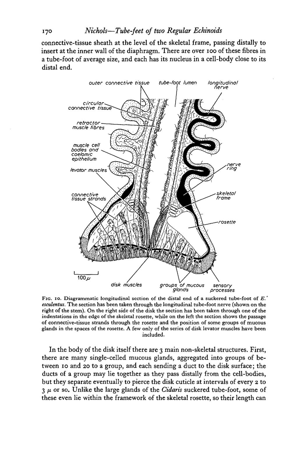 170 Nichols Tube-feet of two Regular Echinoids connective-tissue sheath at the level of the skeletal frame, passing distally to insert at the inner wall of the diaphragm.
