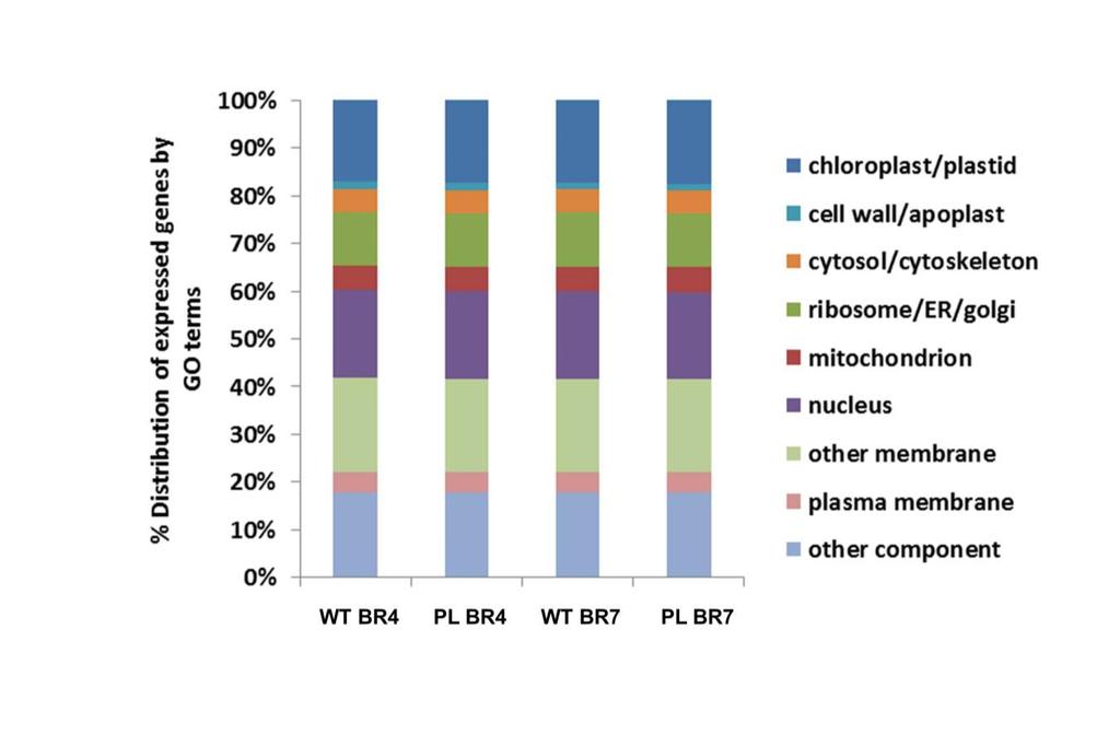 Supplementary Figure 6 Summary chart showing transcriptome profiles for wild type and PL::RNAi lines Distribution of expressed genes by GO terms from azygous wild type control (WT) and PL::RNAi line