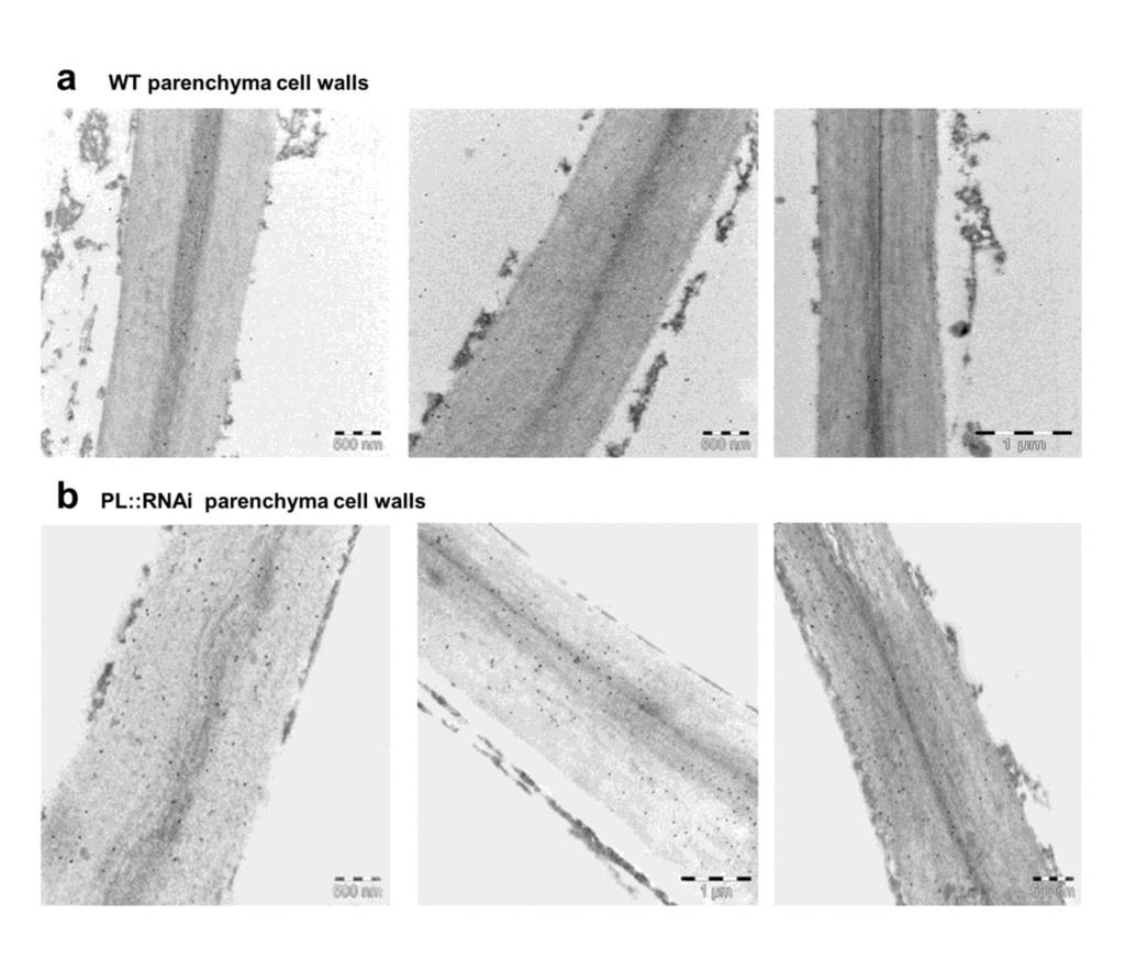 Supplementary Figure 8 Immunogold labelling with JIM5 recognising demethylated homogalacturonan in cell walls of wild type and PL::RNAi pericarp parenchyma cells The sections were cut from the